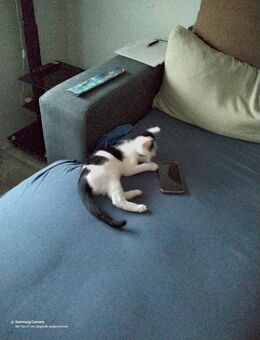 Kater abzugeben - Salzgitter