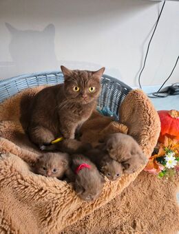 Bkh Cinnamon - Dortmund