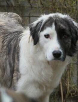 SARA - schüchterne, hübsche Hündin - Kallmünz