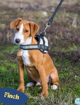 Finch SI - aktiv, verspielt - Rheine