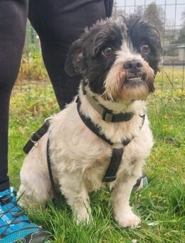 Pele, sucht aktive Familie - Heinsdorfergrund