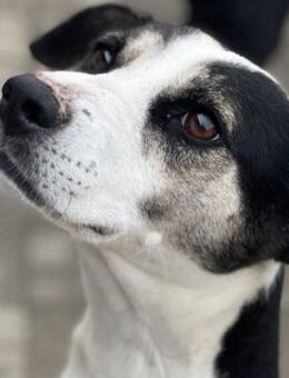 Frodo - Verschmuster Rüde auf PS in BW - Berlin