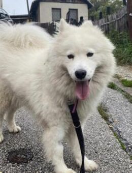 Über Alva unser Blumenmädchen - Kierspe