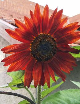 rote Sonnenblume Sonnenblumen Sonnen Blume Samen Saatgut Saat rot selten Sonne Sonnenblumensamen Sonnenblumen XXL rote Stiele und rote garden bee insektenfreundliches Saatgut Geschenk Saatgut Samen Geschenk Freunde Biene Saat Frühling SWR Vatertag Blumenw - Pfedelbach