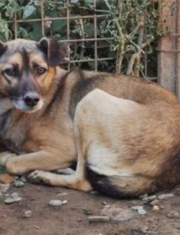 Karlchen - Pflegestelle oder Zuhause ges - Oberwies