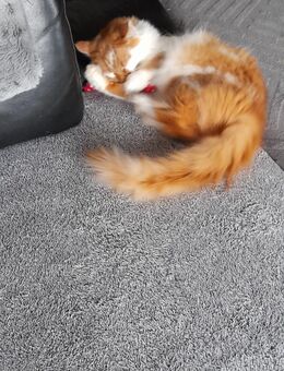 Maine coon Kater - Lehrte