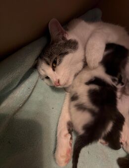 💖 Kleine Wunder suchen ihr Für-immer-Zuhause 🐾 - Bayerbach