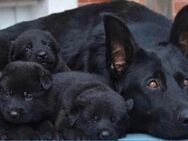 Welpen Schäferhundwelpen vom Verein für deutsche Schäferhunde mit Papiere - Unna