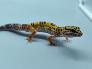 Leopardgecko Nachzucht 2024 - Peißenberg