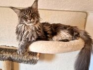 Maine Coon Katze - Liebenau (Niedersachsen)