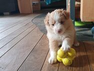 Australian Shepherd / Border Collies Welpen - Heimbach (Nordrhein-Westfalen)