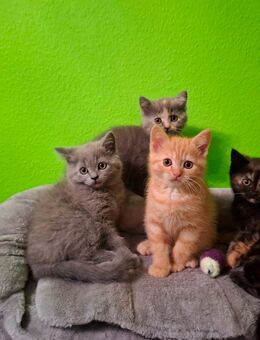 BKH Kitten abgabebereit - Bargteheide