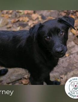 Barney: Hundekind sucht ein Zuhause - Kirchzell