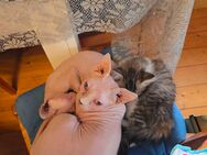 Sphynx kater zu verkaufen - Greiz