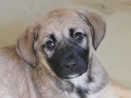 süßer Mycroft sucht seine Familie - Kallmünz