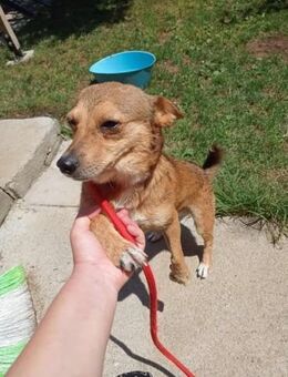 Frodo sucht ein neues Zuhause - Ovelgönne
