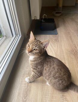 Katze British Kurzhaar Kitten Jungkatze ( BTH ) Mix - Stuttgart