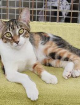 Lidara so bunt wie Herbstlaub - Garbsen