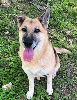 Shakira sucht ihr Zuhause für Immer - Laatzen