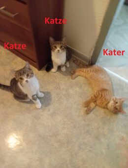 Katzen suchen hier ein neues Zuhause - Mainz