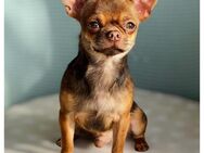 Chihuahua Rüde in Traumfarbe aus seriöser Zucht - Türkheim