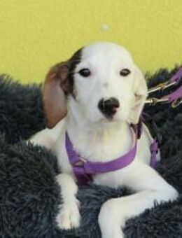 Relina sucht ihre Menschen... - Hagen (Stadt der FernUniversität)