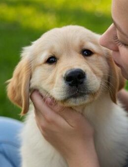 Golden Retriever Welpen - Egmating