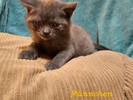 Bkh Kitten ab Juli 2024 abzugeben. - Bad Frankenhausen (Kyffhäuser)