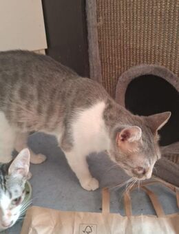 Mommy - tapfere Katzenmamma - Rambin