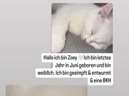 Liebevolle Britische Kurzhaar Katzen suchen ein Zuhause - Gladbeck