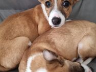 Jack Russell Terrier Welpen – gechippt, geimpft & mit EU-Heimtierausweis – aus liebevoller Familienzucht - Fürstenfeldbruck