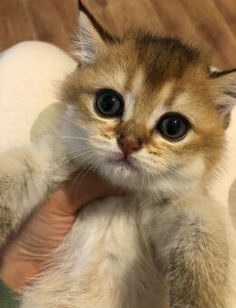Braune weibliche BKH Katzen - Rheine