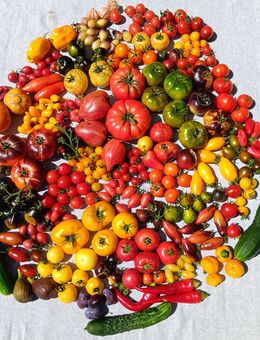 Tomatensamen und anderes Saatgut - Schweinfurt