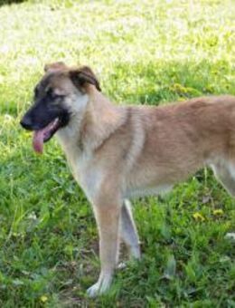 MONA - fröhlich hüpfen und rennen - Overath