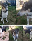 Kurzhaarcollie Rüde sucht neues zu Hause in 63526