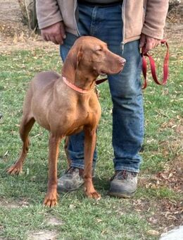 Ich heiße Rozsa...mit Video - Frankfurt (Main)