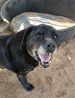 🆘 liebe Mimi sucht Gnadenplatz💕 - Eislingen (Fils)