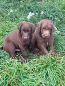 2 bezaubernde Labradoodle Welpen suchen noch ein Bestplatz in 52076