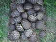 Griechische, Maurische und Breitrandschildkröten in 63906