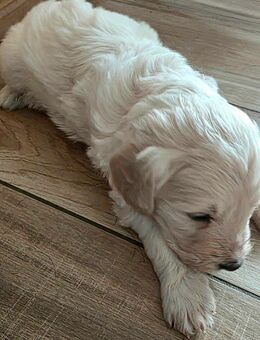 Goldedoodle ab Anfang Januar abzugeben - Straelen