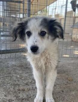 Balto kleiner Welpe, große Träume - Eixen