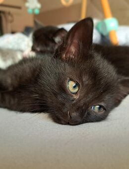 Schwarzes europäisch Kurzhaar Kitten AB SOFORT abzugeben - Grafenhausen