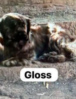 Gloss - freigekaufter Kettenhund - Berlin