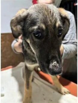 Rosaly - Pflegestelle oder Zuhause gesuc - Oberwies