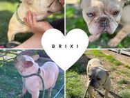 BRIXI PP Hübsches FB Mädel sucht Zuhause - Neustadt (Rübenberge)
