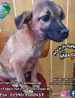 GABRIEL-kleiner Engel sucht die Liebe - Waakirchen