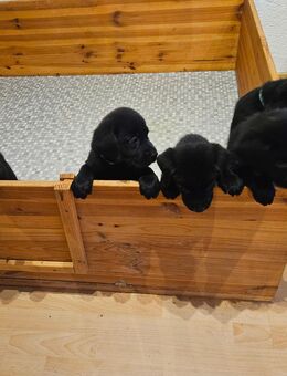Labrador Welpen suchen ein zu Hause (1 Rüden) - Schweich