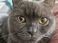 Britisch kurzhaar katze Dani - München