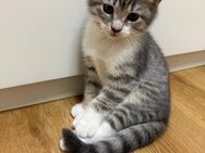 Flauschige BKH-Mix Kitten suchen ein liebevolles Zuhause - Duisburg
