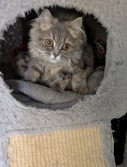 Britische langeharre kitten - Dortmund